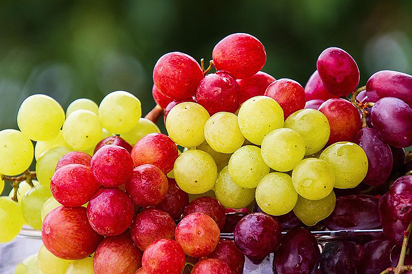 cluster of multi-colored grapes